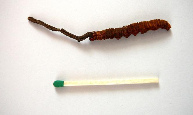 Yartsa Gunbu
