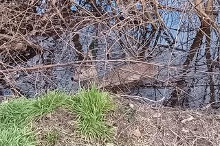 Akcja strażaków OSP-RW NDM