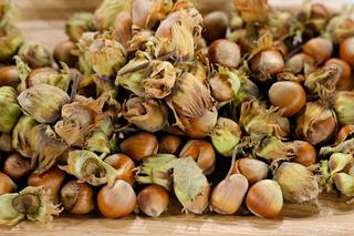 Stołeczny ogród zoologiczny potrzebuje waszej pomocy! Rozpoczęło się zbieranie żołędzi i orzechów laskowych