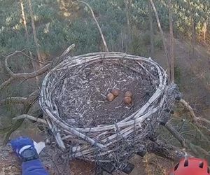Interwencja u Zdenki i Borka w Dolinie Baryczy. Aroboryści ratowali jaja sokołów 