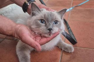  Olkusz. Zaginiona kotka Blue odnaleziona w Chorwacji. Przejechała w zderzaku ponad 1 000 kilometrów 