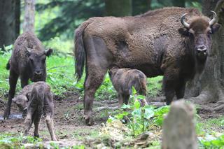 Żubrów w Mucznem coraz więcej! W stadzie pojawiły się dwa małe cielaczki