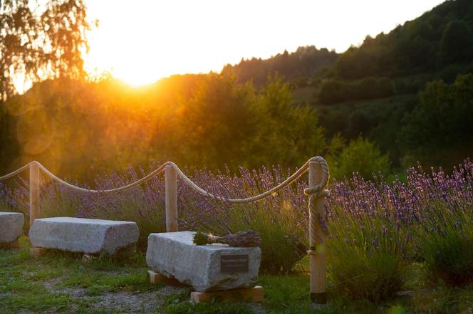 Najwyżej położona plantacja lawendy w Polsce leży w Małopolsce. Zdobi serce Pienin 