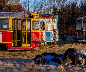 Zobacz kolekcję starych tramwajów w prywatnym ogrodzie - zdjęcia. Wagony stoją na działce w Warszawie