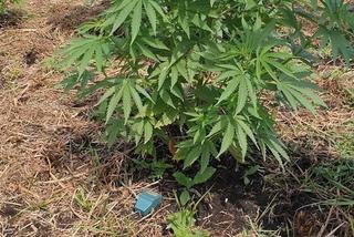 Lubelskie: Właściciel pola marihuany „pomógł” policji. Na polu zostawił paczkę ze swoimi danymi