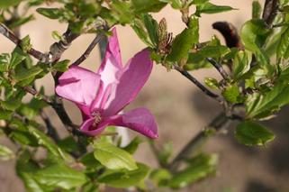 Magnolia z nasion