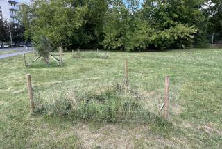 Drzewa zniknęły ze skweru przy ul. Mińskiej