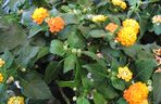 Lantana
