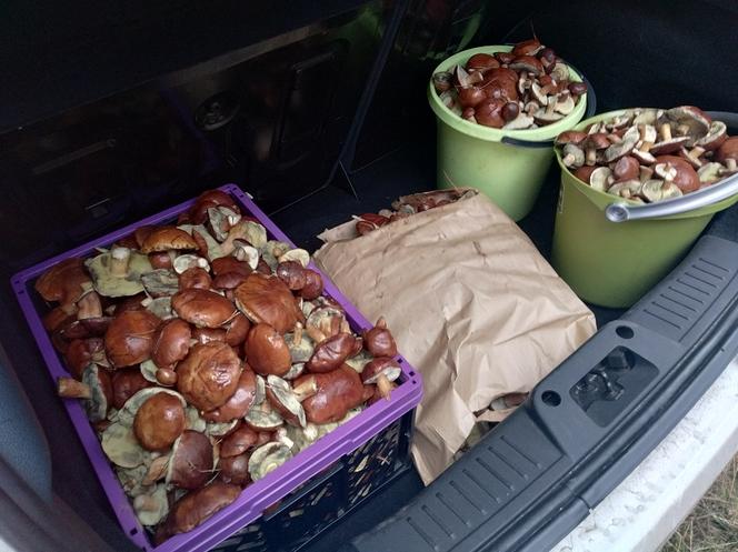 Przez dwie godziny można nazbierać nawet kilka kilogramów grzybów. 