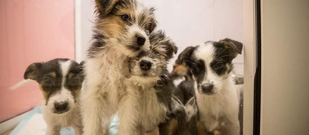 Cukiereczki szukają domu