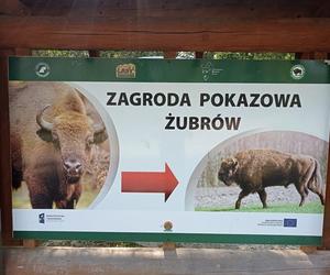 Zagroda Żubrów w Mucznem 