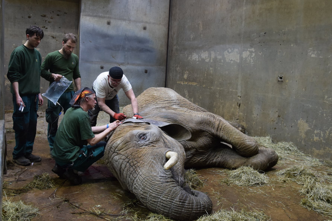 Słonica Linda z poznańskiego ZOO