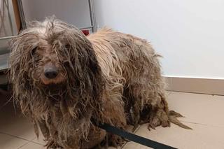 Suczka miała pancerz z dredów! Wszyscy byli w szoku. Szukamy sprawcy [ZDJĘCIA]