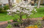 Magnolia gwiaździsta
