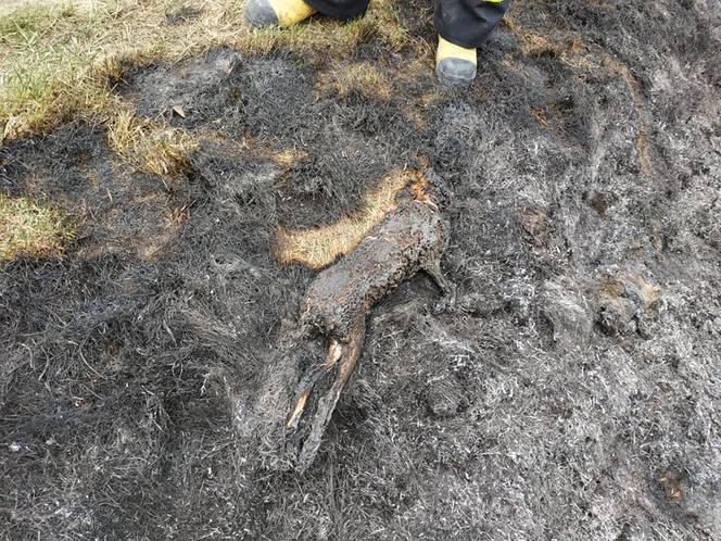 Wypalanie traw to śmiertelne zagrożenie. Giną ludzie i zwierzęta