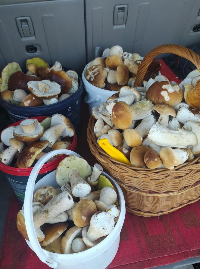 Grzyby w świętokrzyskim