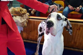 ​Psia elita w Lesznie. W hali Trapez odbyła się XXIV wystawa Champion of Champion's Show