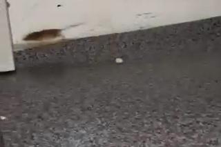 Mysz na komisariacie