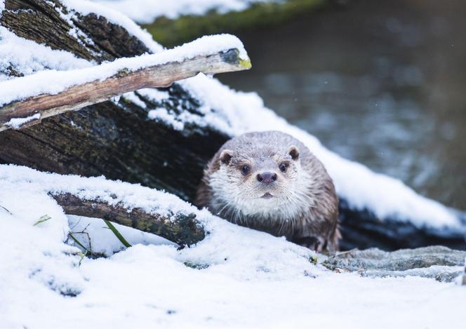 Zima w zoo we Wrocławiu. Zobacz, jak zwierzaki radzą sobie w chłodne dni 