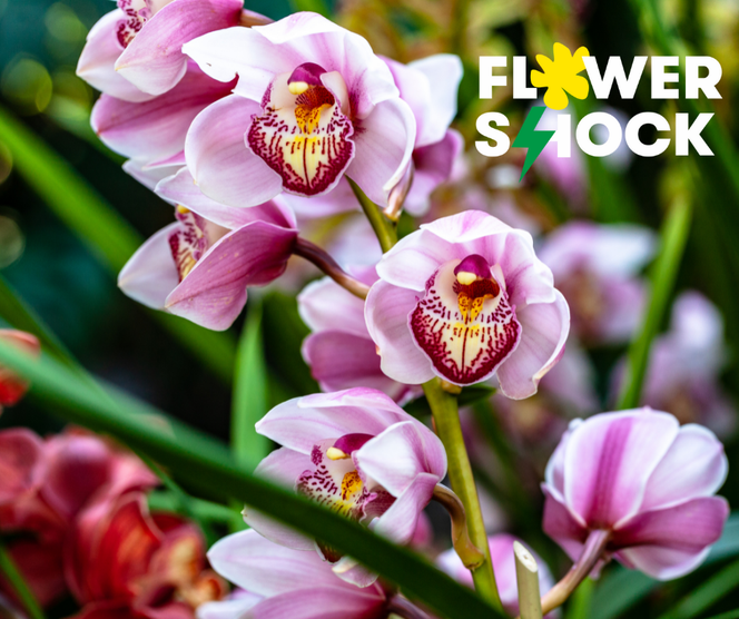Atak Gigantów oraz Światowa wystawa orchidei, bonsai i sukulentów