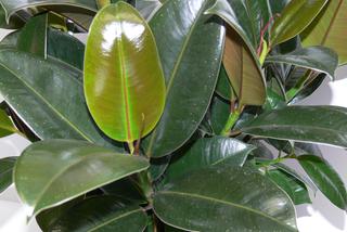 Figowiec sprężysty - ficus elastica. Tropikalne drzewo w twoim domu. Jak wygląda i jak o niego dbać?