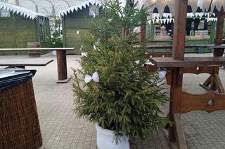 Choinka w Poznaniu 24 lutego