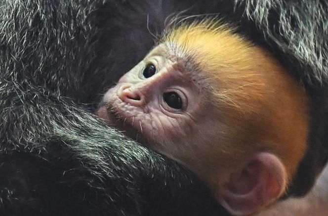 Lutung jawajski w ZOO w Gdańsku