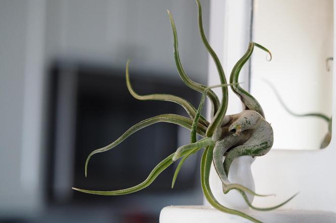 Oplątwa duża (Tillandsia Caput Medusae)