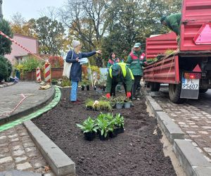 Zamiast asfaltu klomby z roślinami