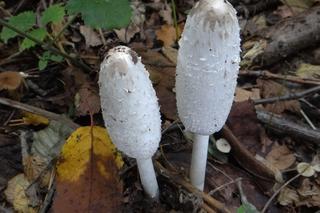 Czernidłak kołpakowaty