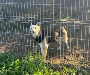 Przygotowania do nadchodzącej zimy. Odwiedziliśmy olsztyńskie Schronisko dla zwierząt [ZDJĘCIA]