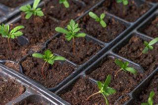 Przygotowanie rozsady aksamitek