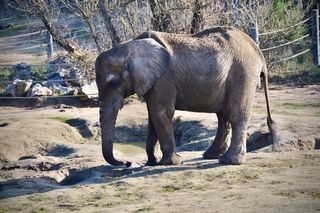 Słonie w żałobie po utracie Kingi. „Wyraźnie czują, że coś się stało”