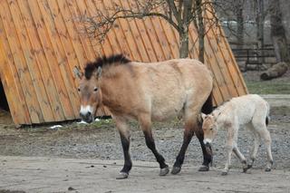 Mały konik Przewalskiego w Warszawskim ZOO
