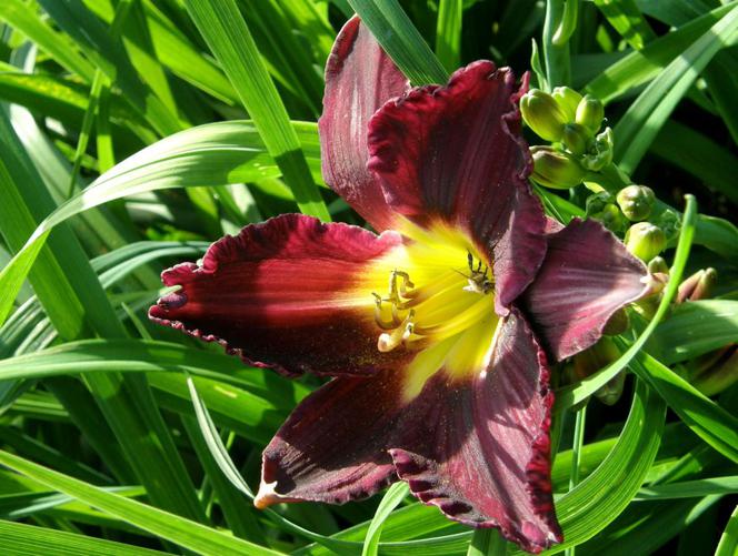 liliowce