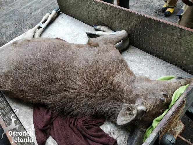 Łoś szalał ulicami Elbląga! Pomógł strzał od pana doktora [ZDJĘCIA]