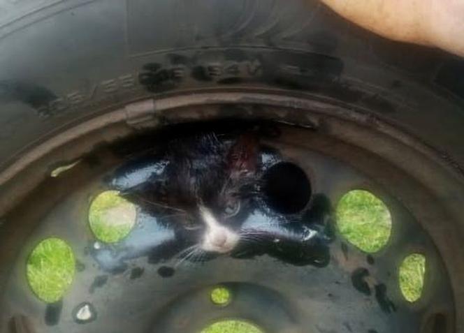 Grudziądz: Z felgi samochodowej wystawała tylko malutka głowa kota. Strażacy byli w szoku