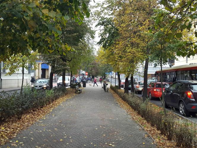 Są pieniądze na pielęgnację drzew w miejscu dawnych fortyfikacji i promenad w Lesznie