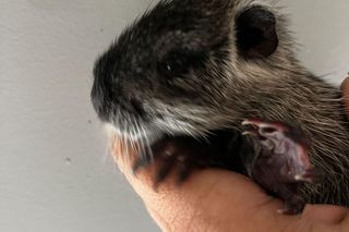 Nutria z Rybnika urodziła 6 młodych. Uratowała ją fundacja Pet Patrol