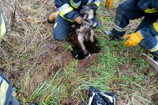 Pies wpadł do szamba. Strażacy z Wolina uratowali mu życie