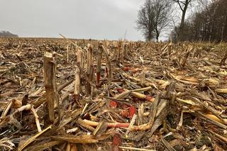 Pan Jan wpadł pod kombajn ścinający kukurydzę! Dramat rolnika