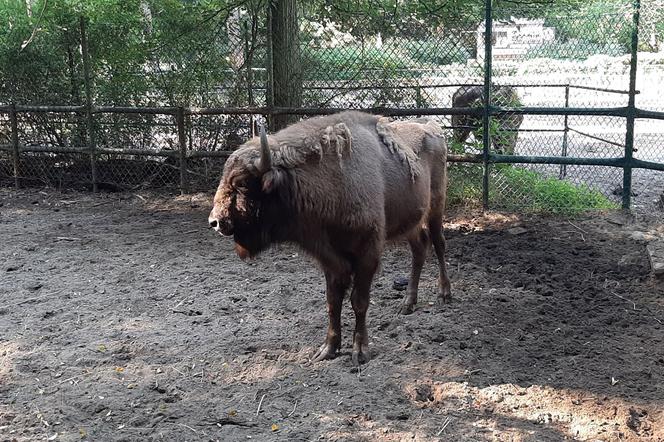 Żubr pierwsze dwa lata życia spędził w poznańskim ZOO