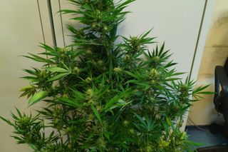 Nastolatek i matka z zarzutami o narkotyki. Poszła zbierać pomidory, nakryli ją z półtorametrową maryśką