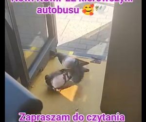  Jamnik za 799 złotych! Kierowczyni autobusu w Warszawie ukarana za maskotkę na szybie. „Chcę walczyć z tym absurdem”
