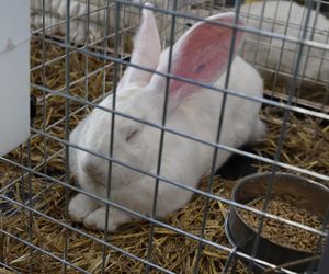 ZooPark ponownie przyciągnął do Targów Lublin tłumy miłośników zwierząt