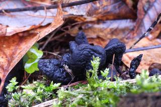 W Karkonoszach pojawiły się palce umarlaka. Upiorny grzyb budzi przerażenie 