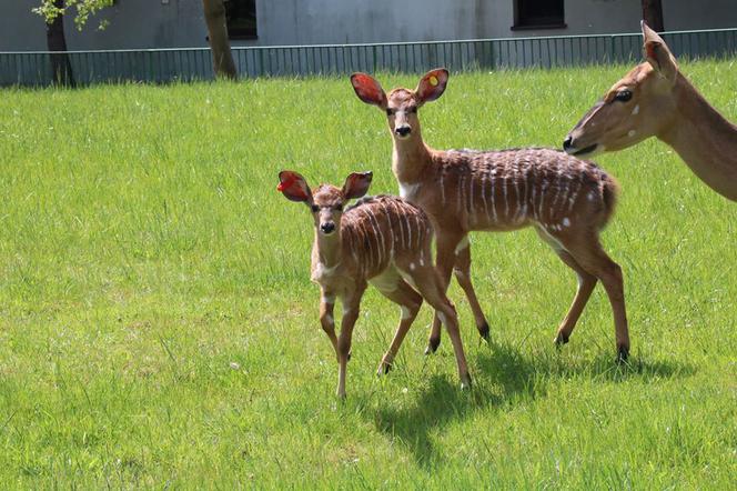 Chorzów: Otwarcie zoo i OGROMNA kolejka! Każdy chce zobaczyć pingwiny