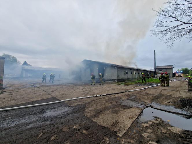 Ogromny pożar kurnika pod Olsztynem. W akcji udział brało aż 18 zastępów straży pożarnej [ZDJĘCIA]