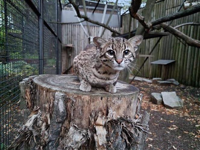 Woliera dla kotów argentyńskich w Śląskim Zoo - Prisca i Messi w nowym domu