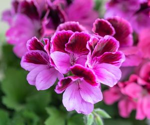Pelargonie
